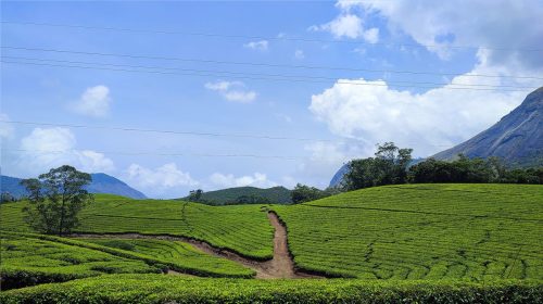 Tea Plantations