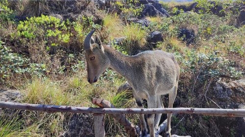 Nilgiri Tahr